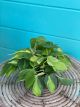 Philodendron Brasil 6