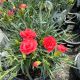 Dianthus Fruit Punch Classic Coral