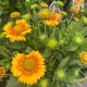 Blanket Flower Arizona Apricot