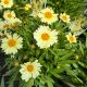 Coreopsis UpTick Cream
