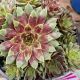 Hens and Chicks Ruby Heart