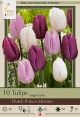 Tulip Dutch Prince Mix 7PK