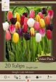 Tulip Single Late 16PK
