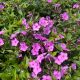 Phlox Cloudburst