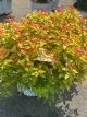 Spirea Double Play Candy Corn