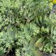 Sedum Rock 'N Round Pure Joy