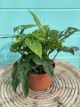 Philodendron Swiss Cheese 6