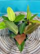 Philodendron Hybrid (Assortment-Selection Varies) 4