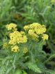 Yarrow Sunny Seduction