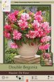 Begonia Double Bouton De Rose 2PK