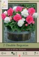 Begonia Double Pink & White Mix 2PK