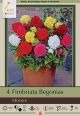 Begonia Fimbriata Mixture 5PK