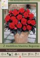 Begonia Multiflora Maxima Switserland 2PK