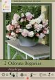 Begonia Odorata Angelique 2PK