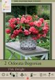 Begonia Odorata Pink Delight 2PK