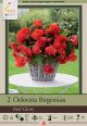 Begonia Odorata Red Glory 2PK