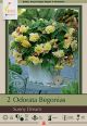 Begonia Odorata Sunny Dream 2PK