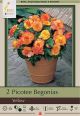 Begonia Picotee Yellow 2PK