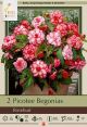 Begonia Picotee Rosebud 2PK