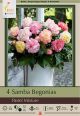 Begonia Samba Pastel Mixture 4PK