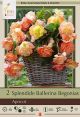Begonia Splendide Ballerina Apricot 2PK