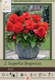 Begonia Superba Red 2PK