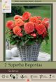 Begonia Superba Salmon 2PK