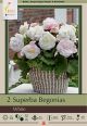 Begonia Superba White 2PK