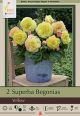 Begonia Superba Yellow2PK