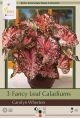 Caladium Carolyn Whorton 3PK