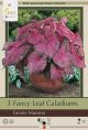 Caladium Fannie Munson 3PK