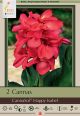 Canna CannaSol Happy Isabel 2 PK