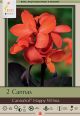 Canna CannaSol Happy Wilma 2 PK