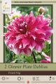 Dahlia Dinner Plate Frost Nip 2PK