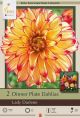 Dahlia Dinner Plate Lady Darlene 2PK