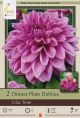 Dahlia Dinner Plate Lilac Time 2PK