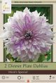 Dahlia Dinner Plate Mom's Special  2PK