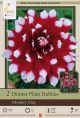 Dahlia Dinner Plate Mystery Day  2PK