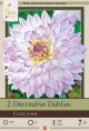 Dahlia Decorative Crazy Love 2PK