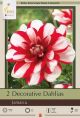 Dahlia Decorative Jamaica 2PK