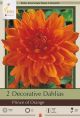 Dahlia Decorative Prince Orange2PK