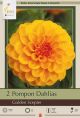 Dahlia Pompon Golden Scepter 2PK