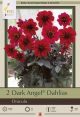 Dahlia Dark Angel  Dracula  2PK