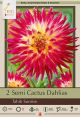 Dahlia Semi Cactus Tahiti Sunrise 2PK