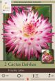 Dahlia Cactus Hayley Jane 2PK