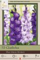 Gladiolus Blue Moon Mix 10PK