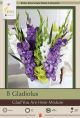 Gladiolus Glad You Here Mixture 8PK