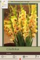 Gladiolus Jester 10PK