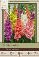 Gladiolus Parrot Mixture 8PK