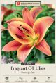 Lilium Oriental Trumpet Montego Bay 2PK